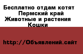 Бесплатно отдам котят - Пермский край Животные и растения » Кошки   